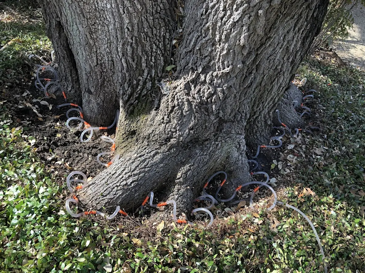 Detailed Tree Cabling and Bracing job site in Laverne