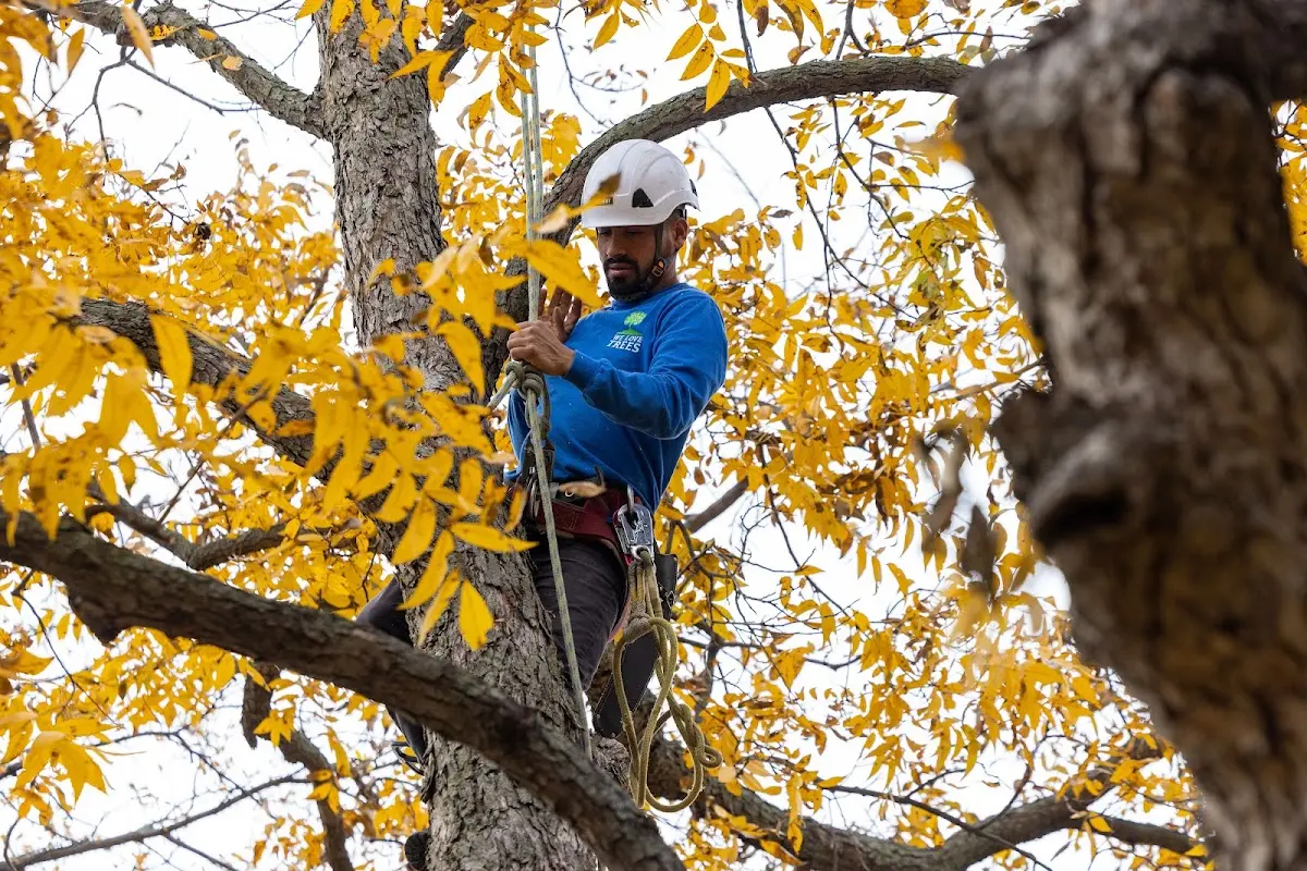 Skilled Tree Trimming crew working in Laverne
