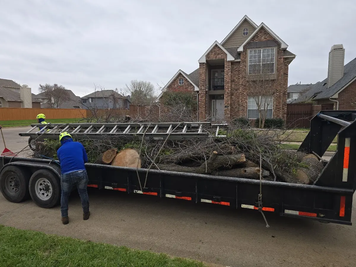Expert Tree Pest Control with proper safety equipment in Laverne